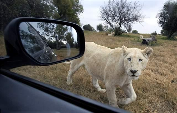 狮子真的不攻击观光车上的游客吗为什么