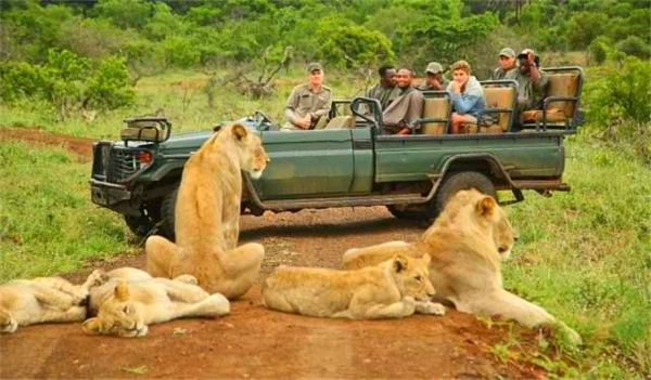 狮子真的不攻击观光车上的游客吗为什么