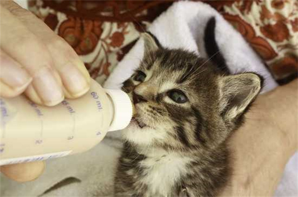 小猫喂奶的正确方式 小猫喂奶一天喂几次